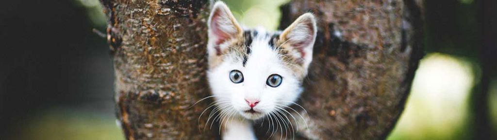 kattunge busar i ett litet träd