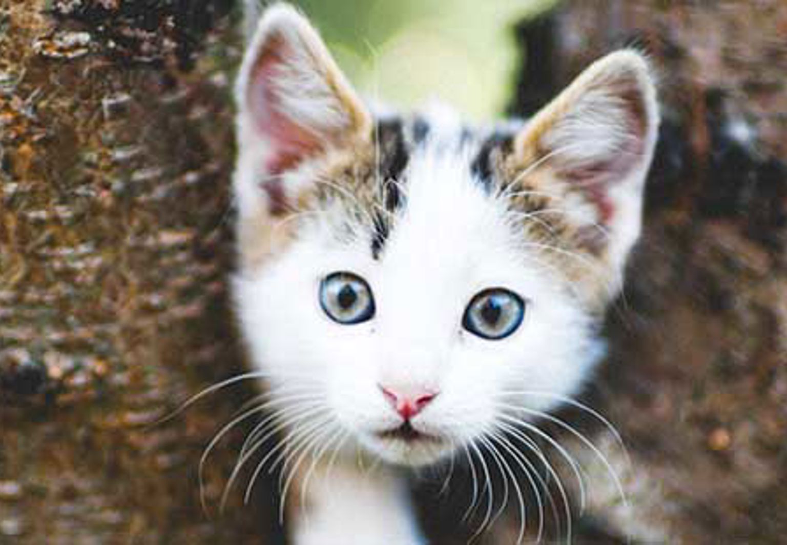 kattunge busar i ett litet träd