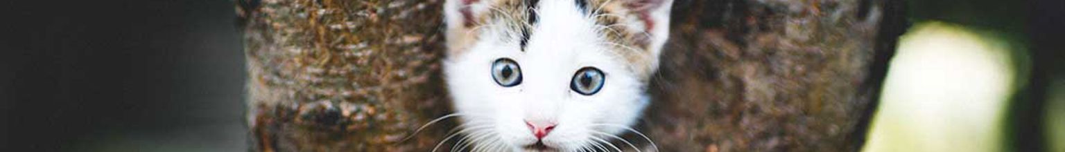 kattunge busar i ett litet träd