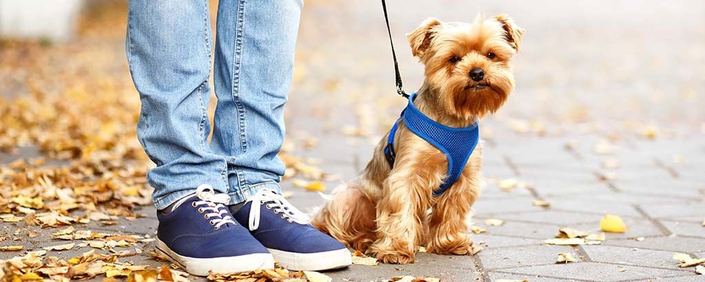 söt liten terrier i en blå sele