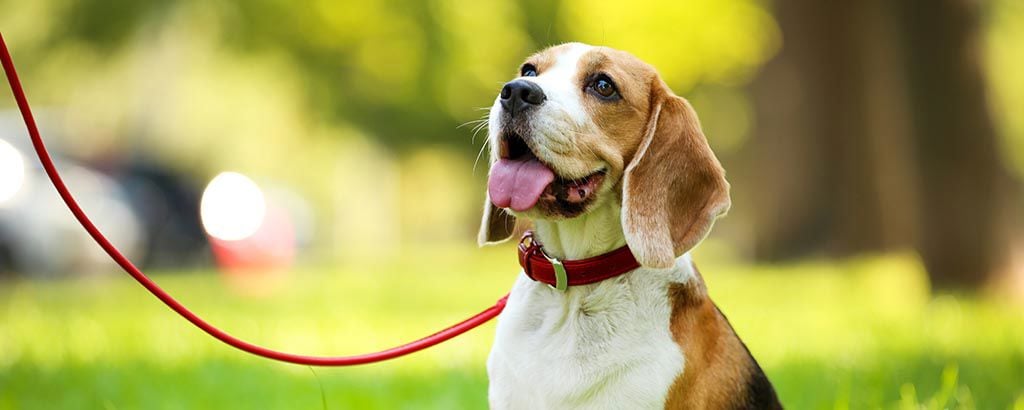 beagle med fast halsband