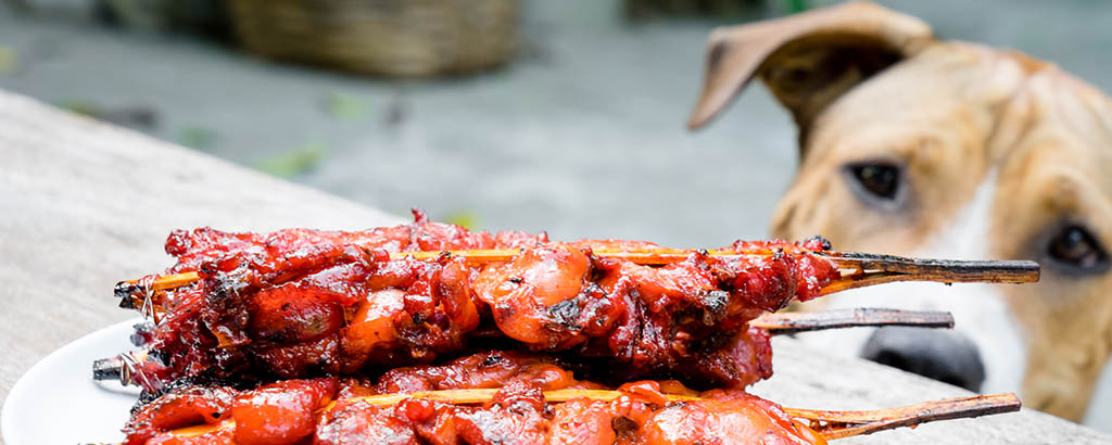Hund tittar upp på tallrik med grillspett