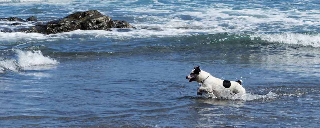 Hund springer ut i öppet vatten