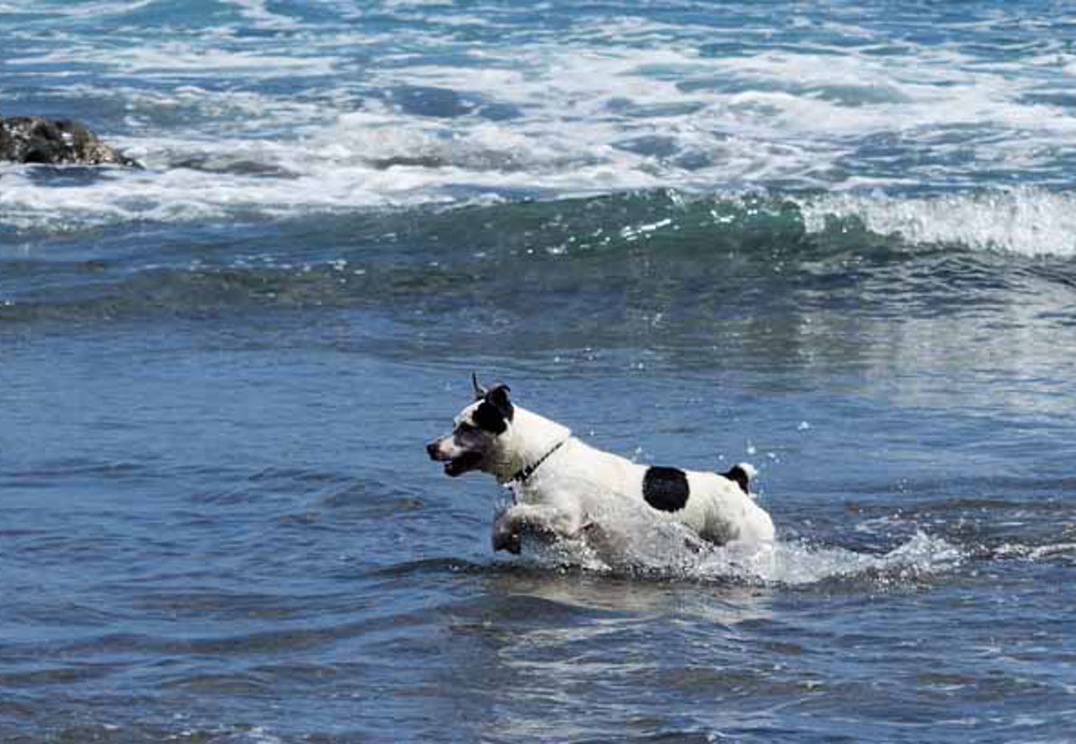 Hund springer ut i öppet vatten