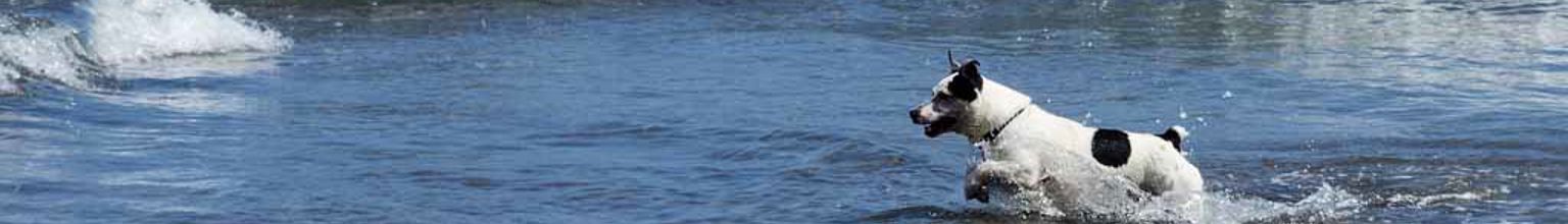 Hund springer ut i öppet vatten