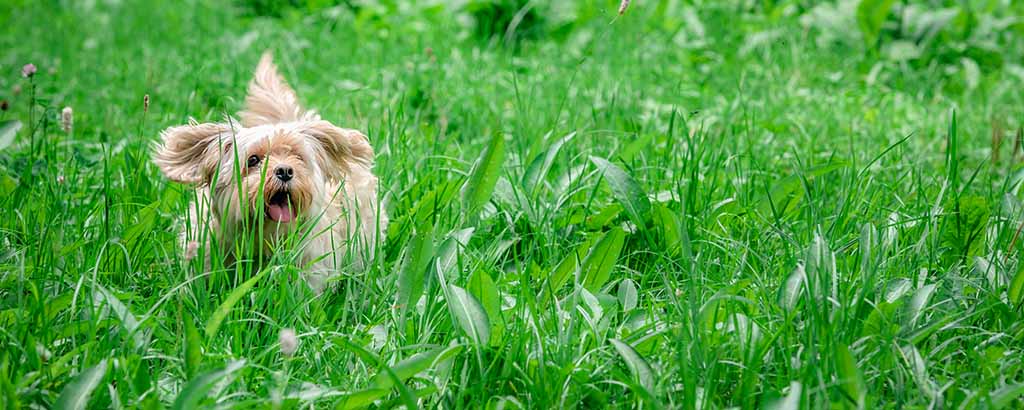 Liten hund som leker i högt gräs