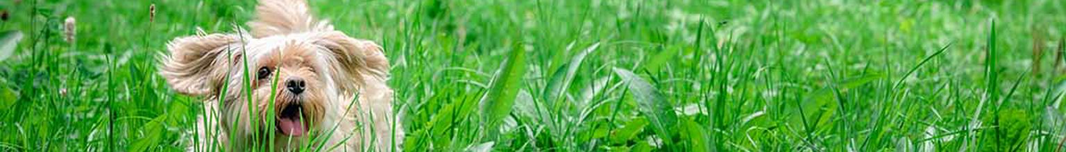 Liten hund som leker i högt gräs