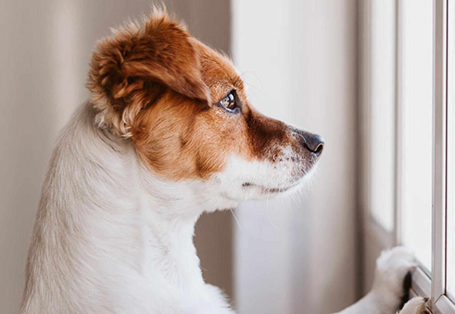 Hund står på bakbenen och tittar ut genom fönster