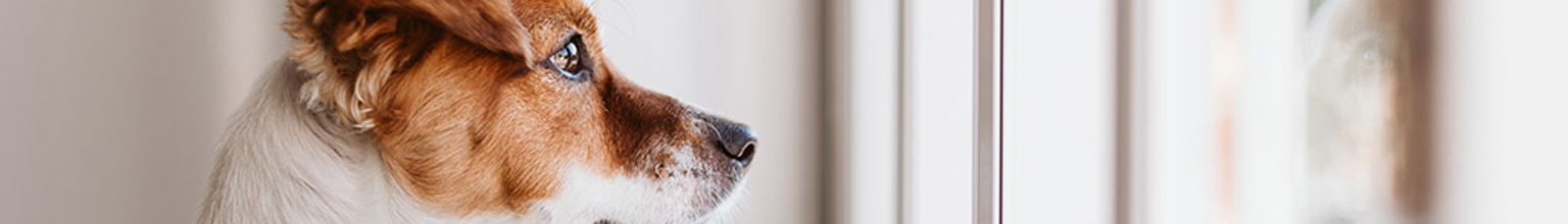 Hund står på bakbenen och tittar ut genom fönster