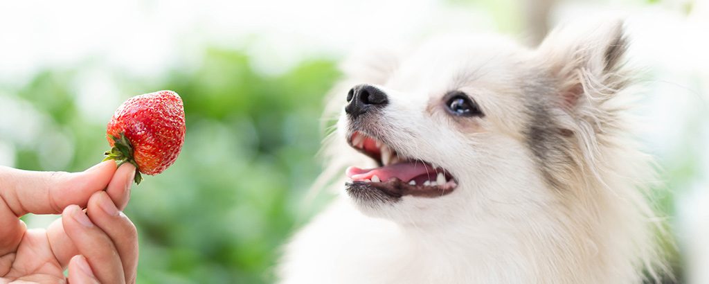 Hund erbjuds en jordgubbe