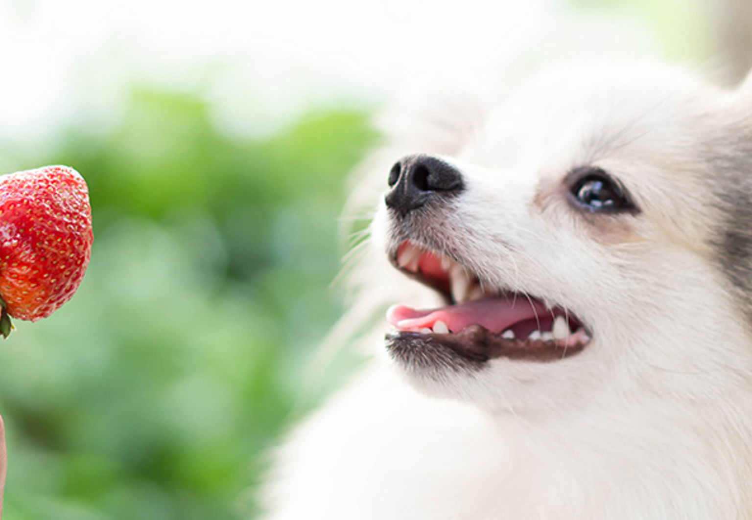 Hund erbjuds en jordgubbe