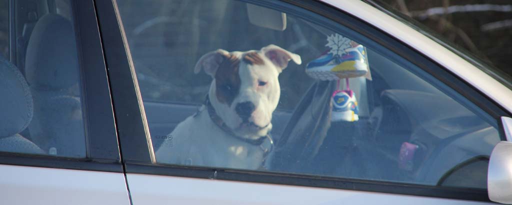 Hund sitter ensam i en parkerad bil