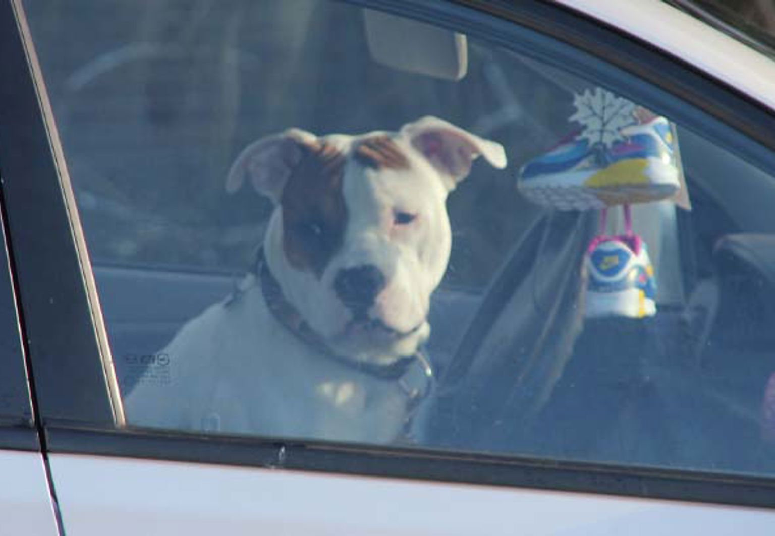 Hund sitter ensam i en parkerad bil