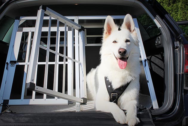 Hund ligger i en bilbur med öppen dörr i bagageutrymmet i en bil