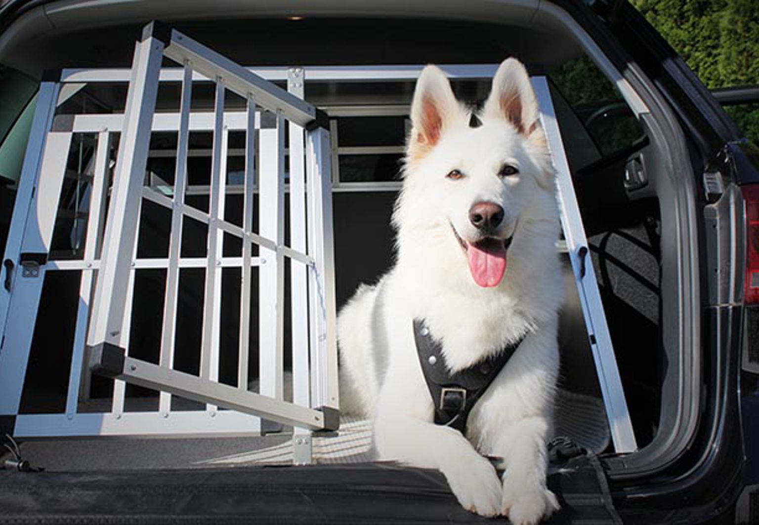 Hund ligger i en bilbur med öppen dörr i bagageutrymmet i en bil