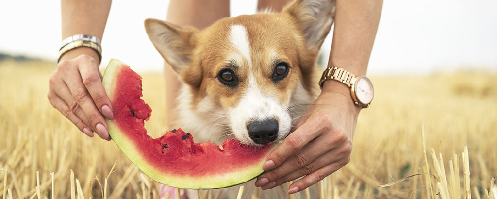 liten hund corgi äter vattenmelon