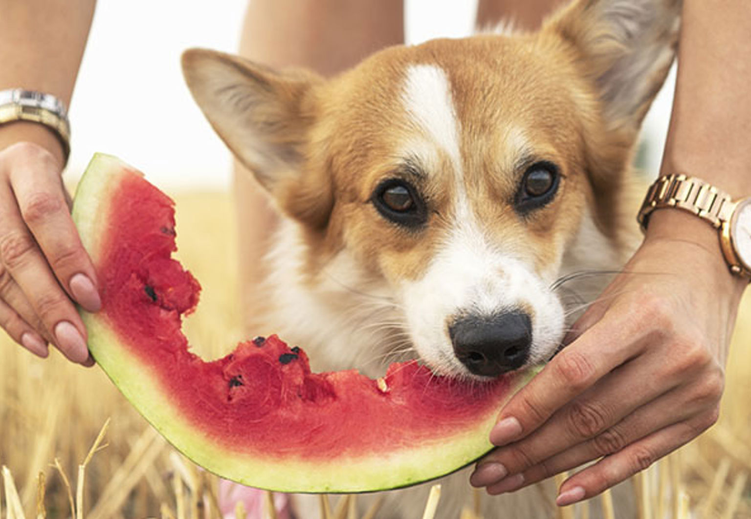 liten hund corgi äter vattenmelon