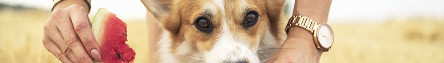 liten hund corgi äter vattenmelon