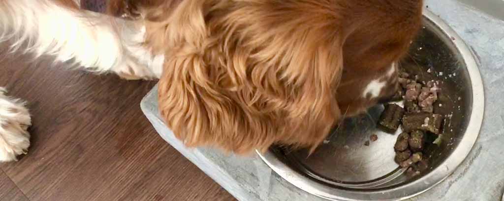 Hund äter ur en matskål på golvet