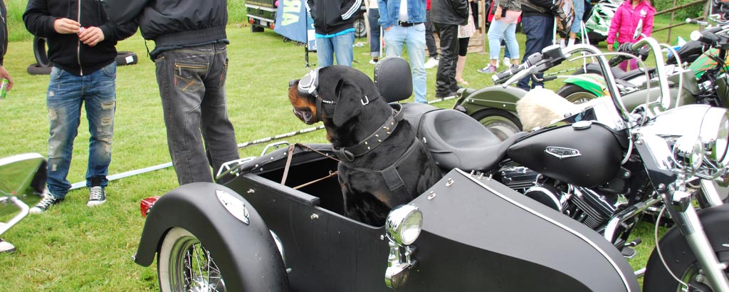Hund sitter i en sidovagn på motorcykel