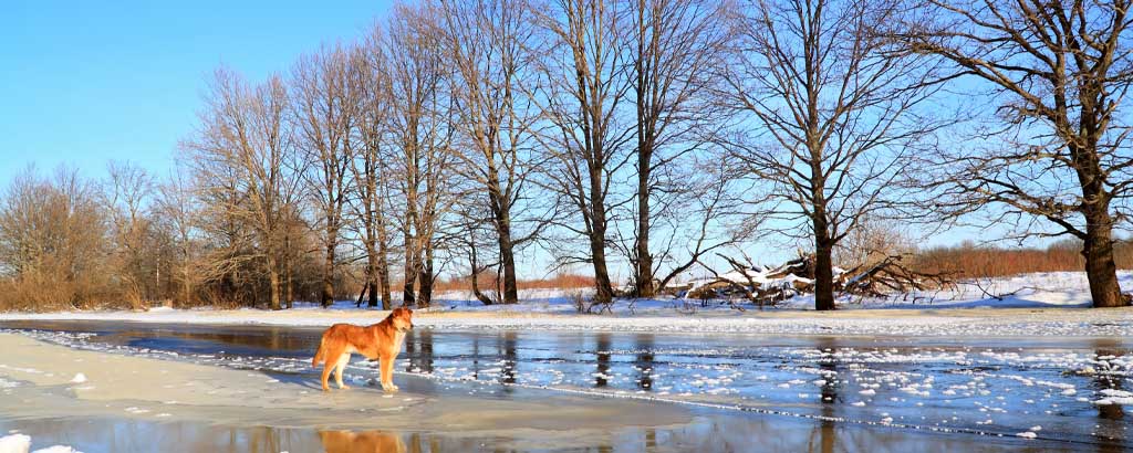 Hund är ute på svag is