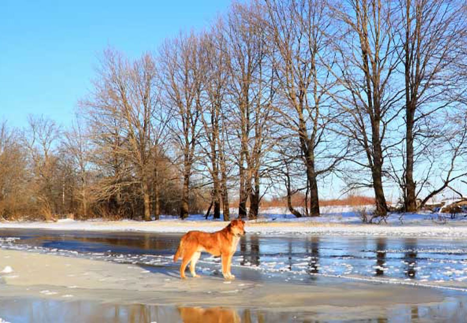 Hund är ute på svag is