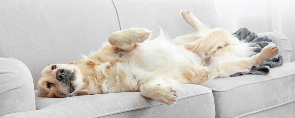 Hund ligger på rygg i en ljus soffa