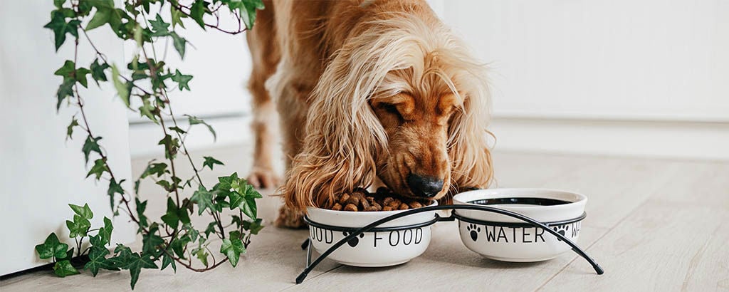 Hund äter ur sin matskål inomhus