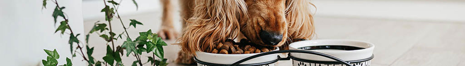 Hund äter ur sin matskål inomhus