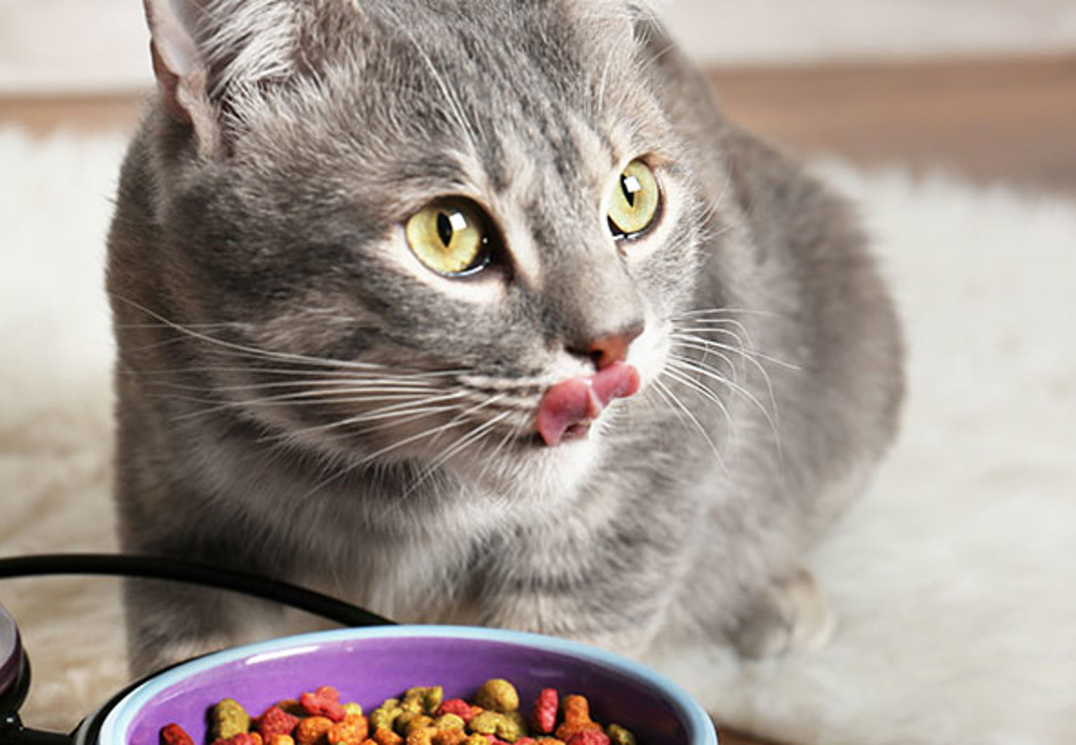 Katt slickar sig om munnen bredvid en matskål