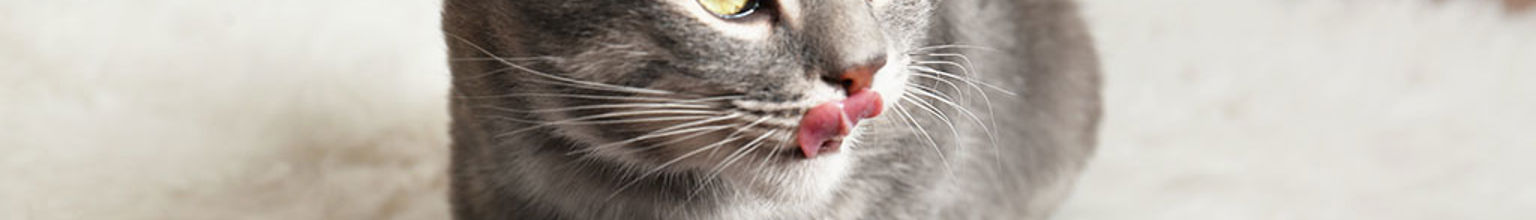 Katt slickar sig om munnen bredvid en matskål