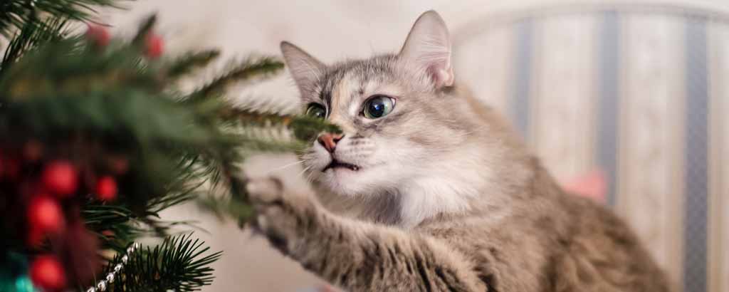 En katt rör en julgran med röda glänsande detaljer med tassen