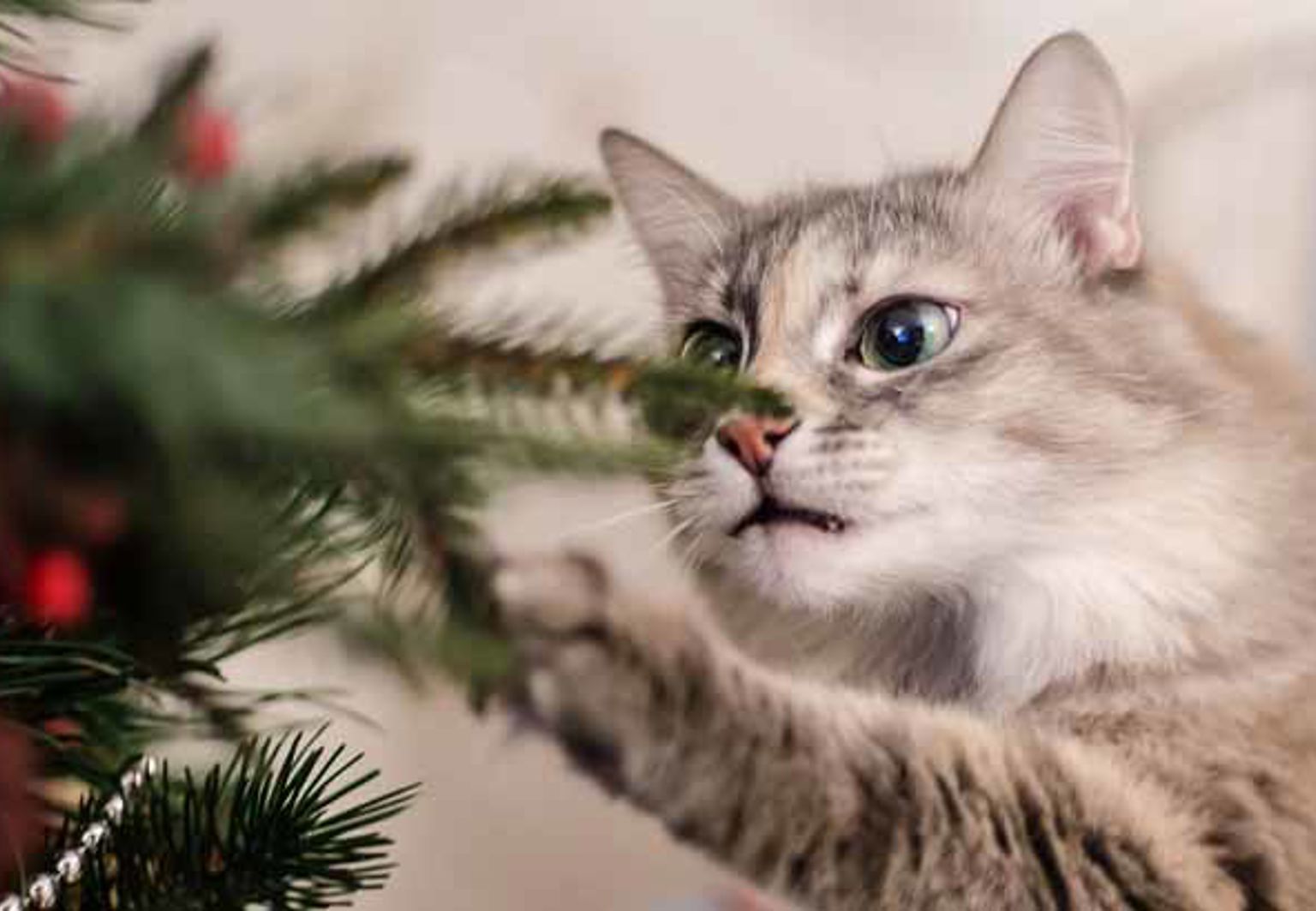 En katt rör en julgran med röda glänsande detaljer med tassen