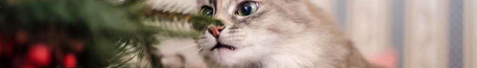 En katt rör en julgran med röda glänsande detaljer med tassen