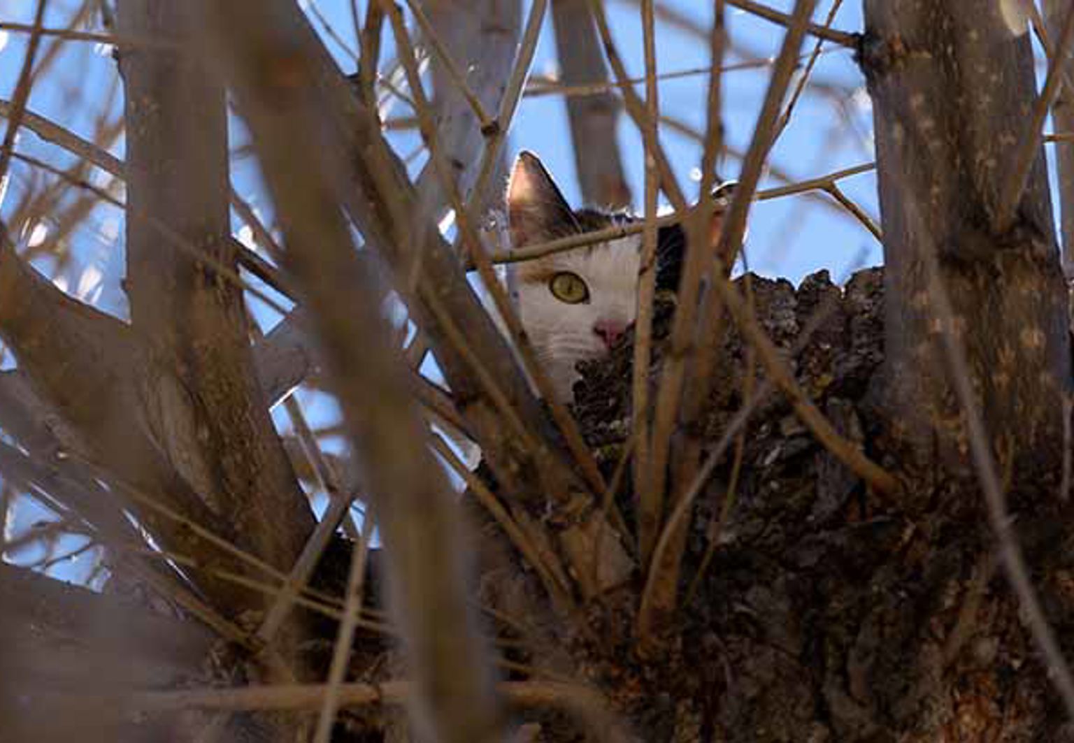 Kattens syns knappt bakom täta trädgrenar