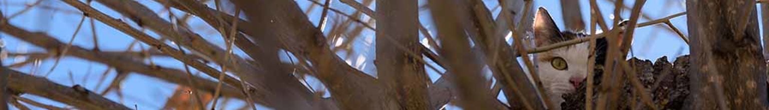 Kattens syns knappt bakom täta trädgrenar