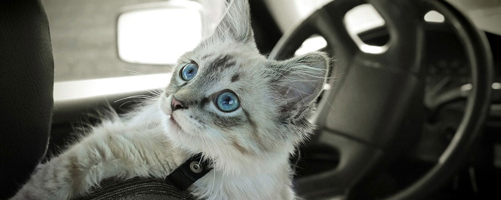 Katt sitter med en kattsele i en parkerad bil