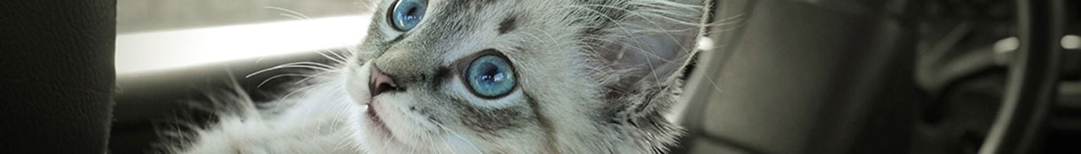 Katt sitter med en kattsele i en parkerad bil