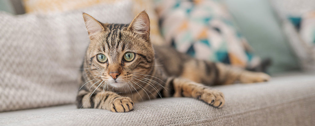 Katt ligger i beige soffa