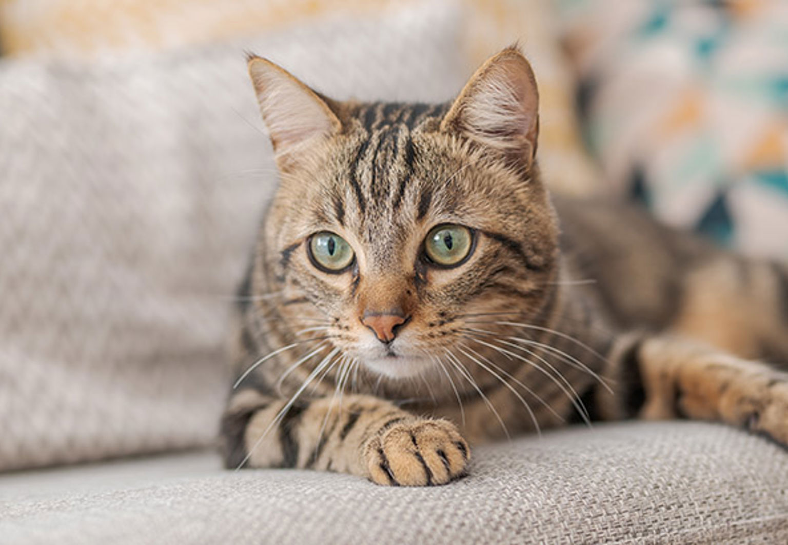 Katt ligger i beige soffa