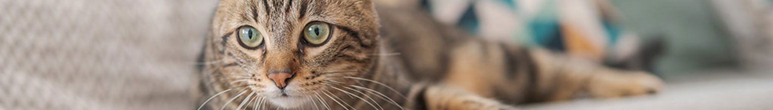 Katt ligger i beige soffa