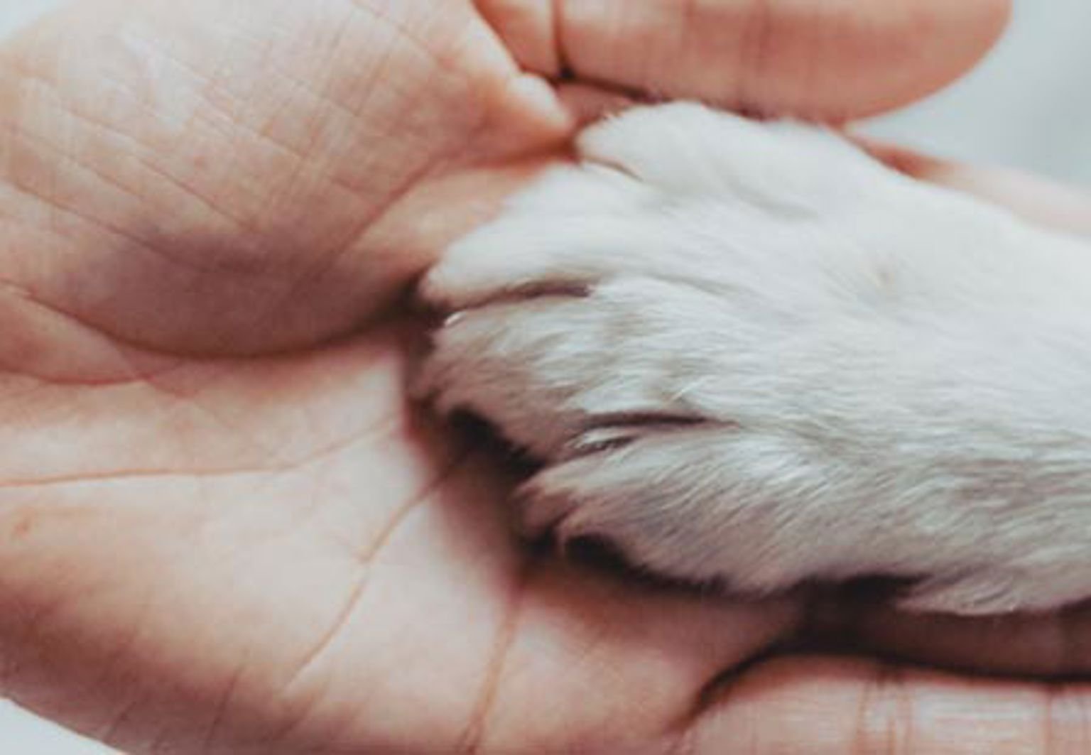 Människa håller en i en hundtass i handflatan