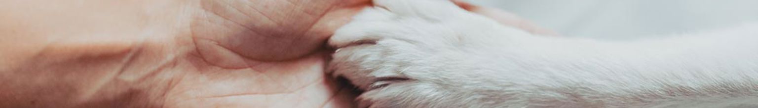 Människa håller en i en hundtass i handflatan