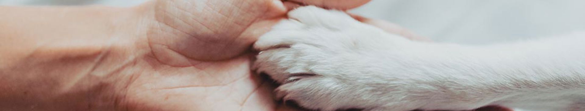 Människa håller en i en hundtass i handflatan