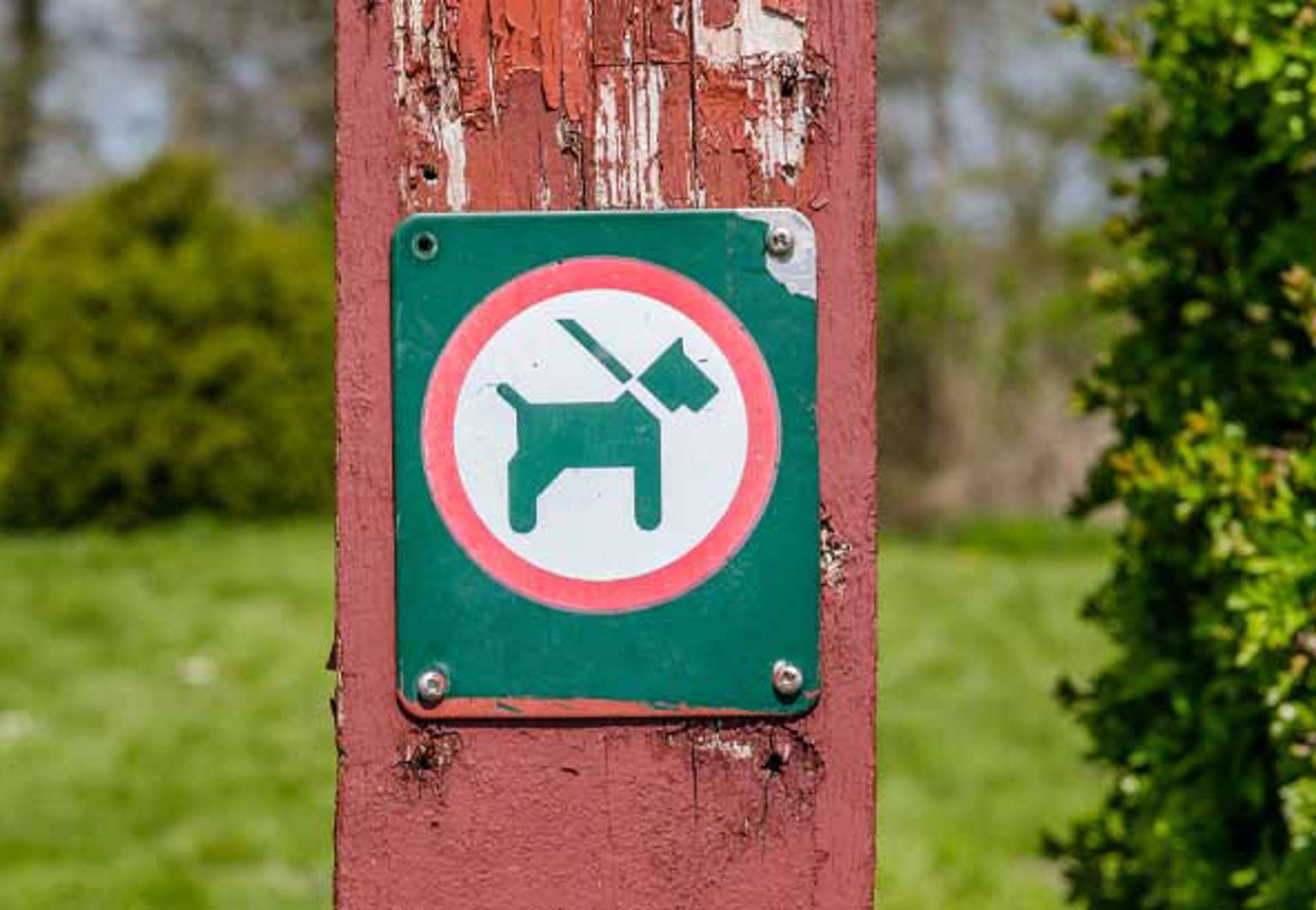 En skylt som visar koppeltvång för hund