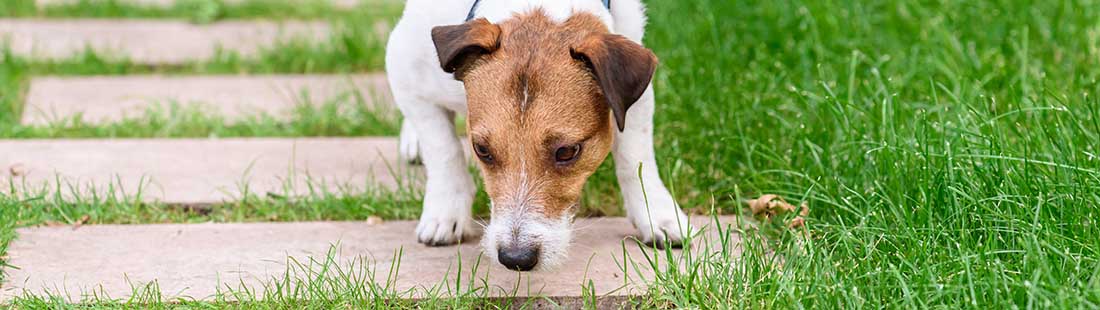 liten terrier nosar på marken