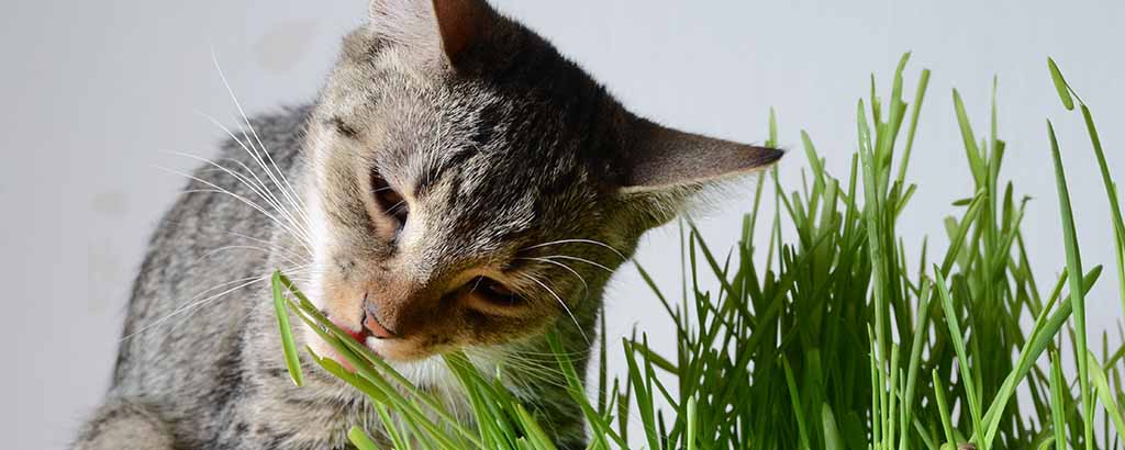 Katt som smakar på en gräsliknande krukväxt