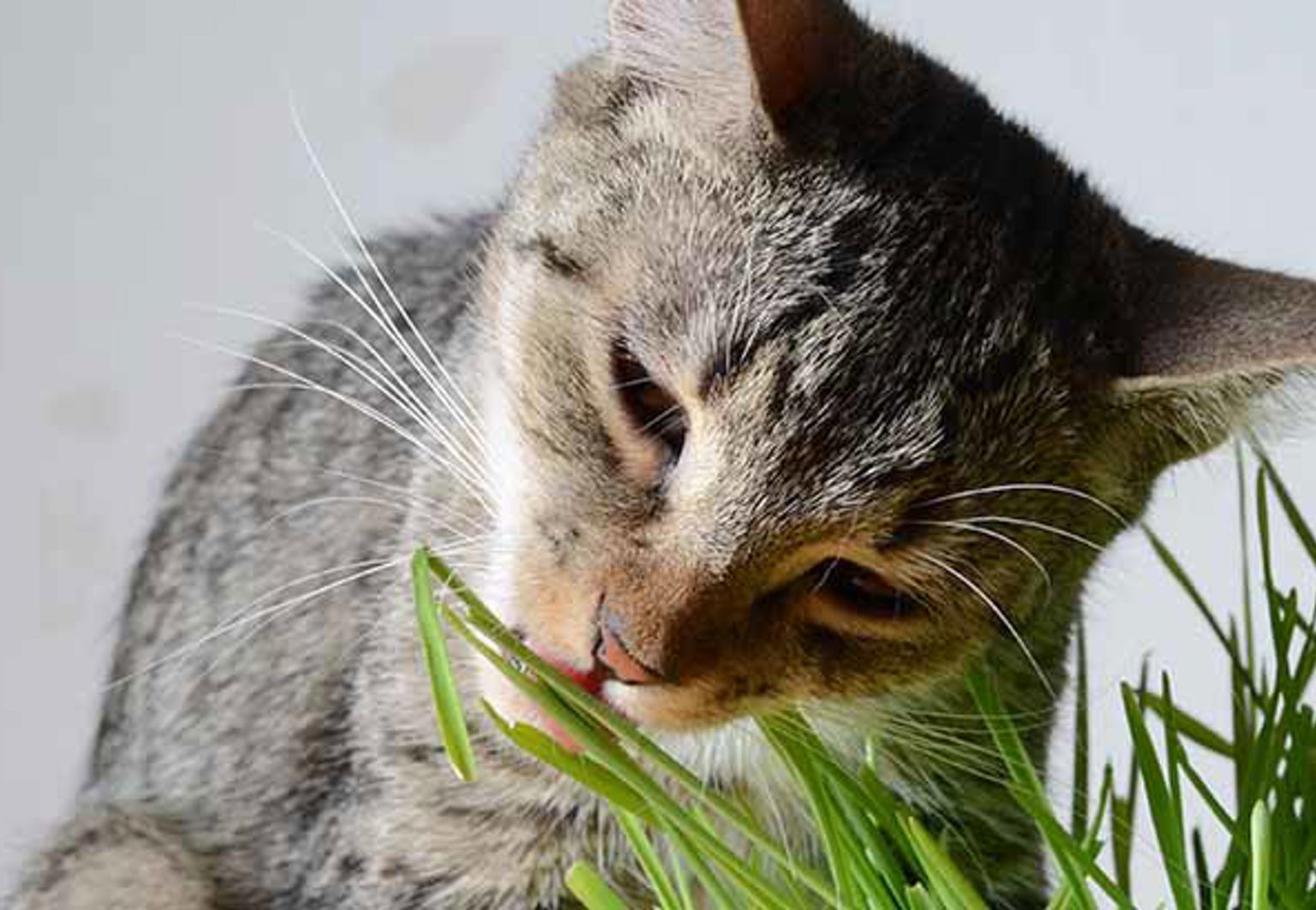 Katt som smakar på en gräsliknande krukväxt