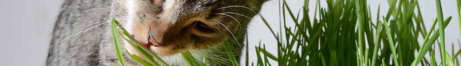Katt som smakar på en gräsliknande krukväxt
