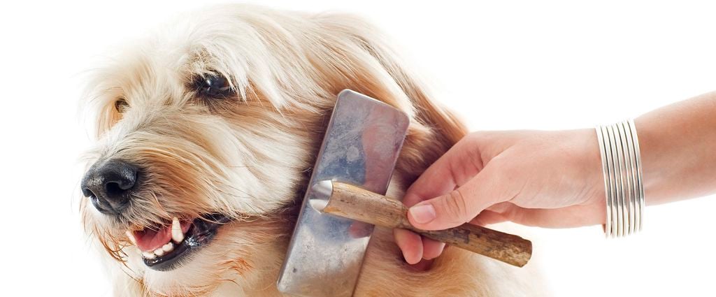 Långhårig hund blir borstad av matte
